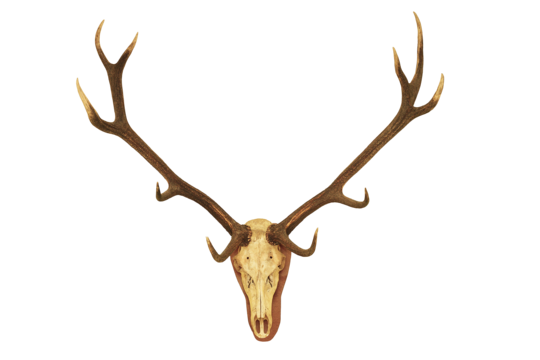 Stag png transparent images free download vector files