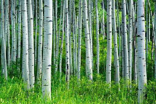 Aspen trees summer forest stock photo
