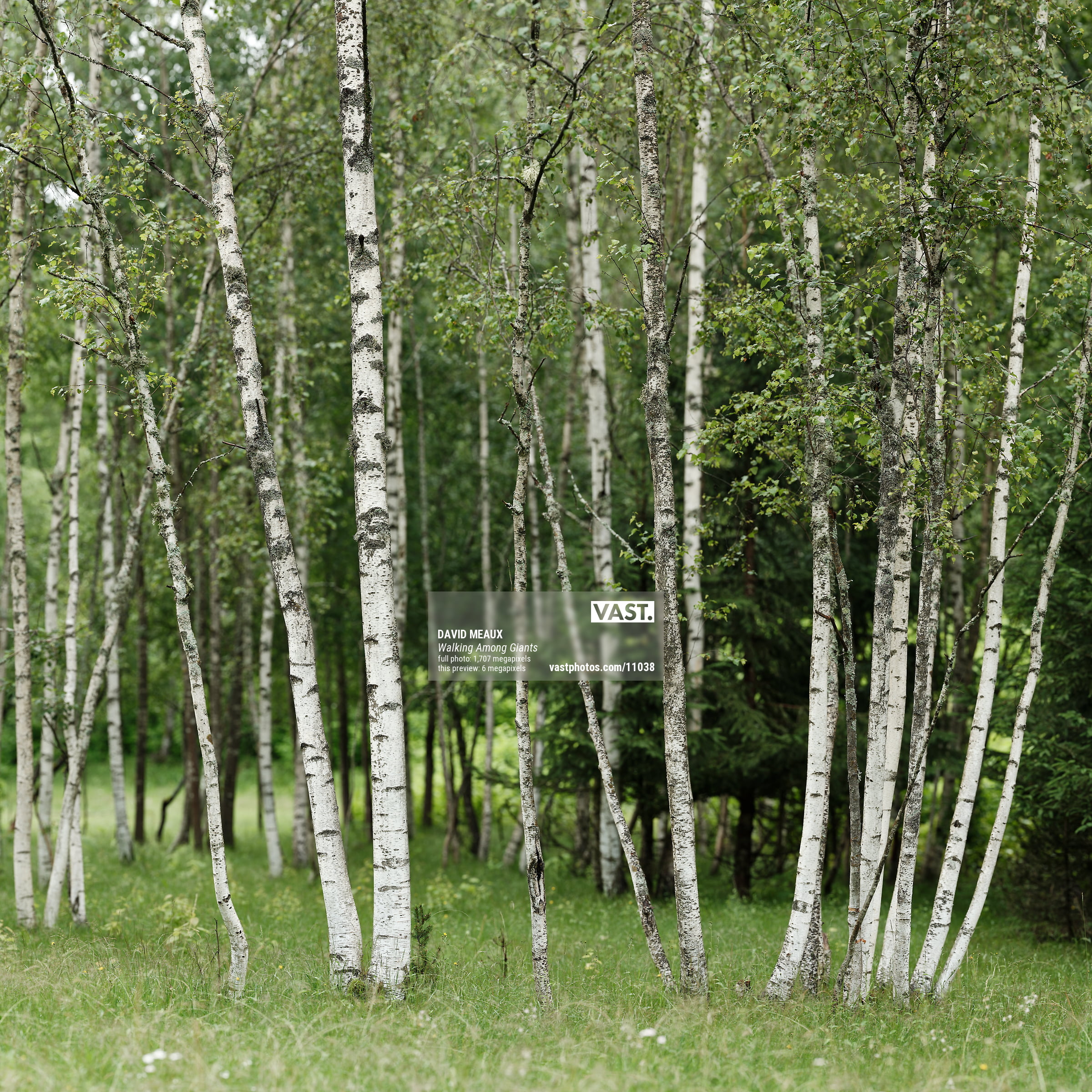 Wallpaper photo of aspen trees