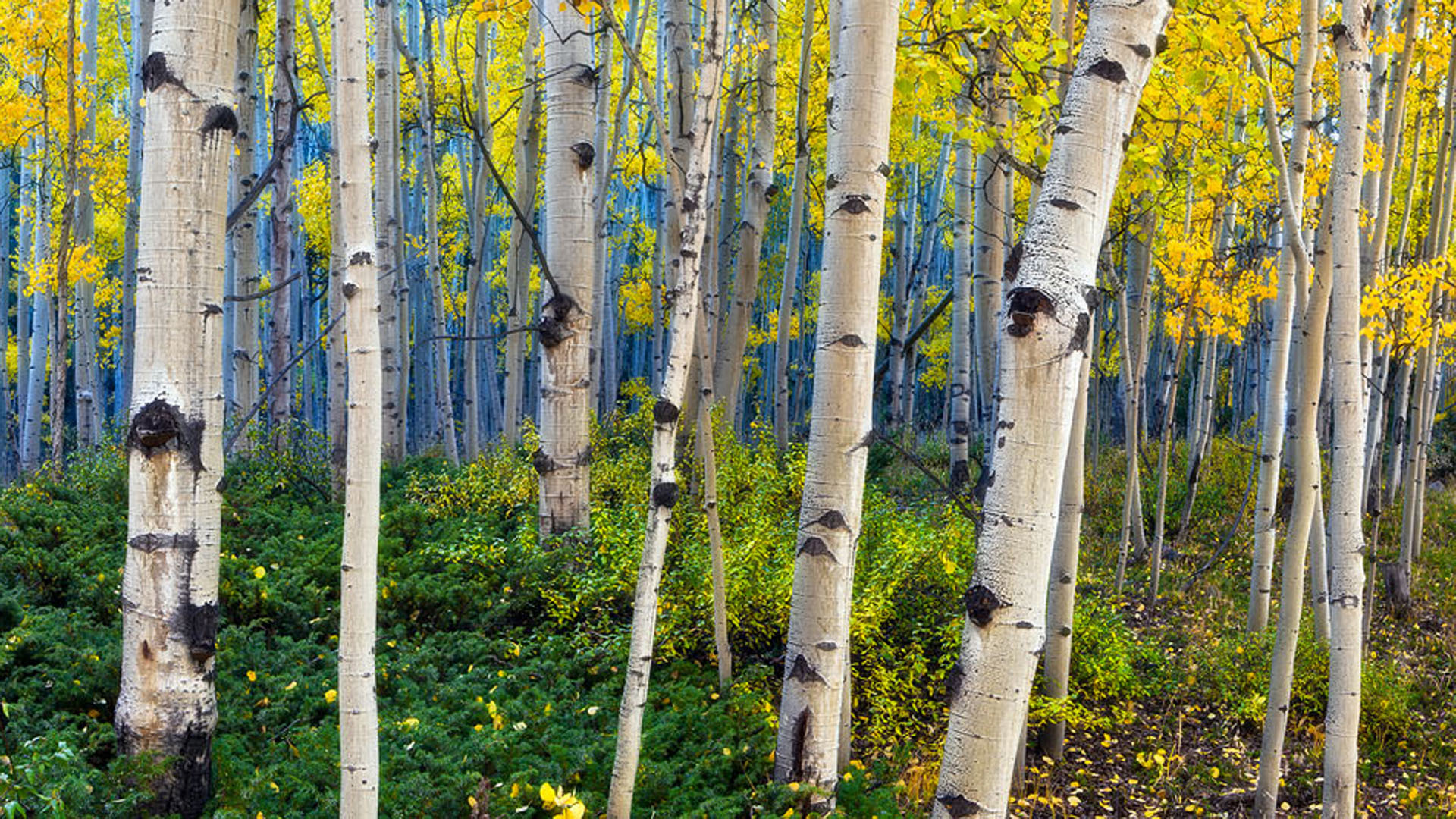 Beauty of aspen trees colorado picture hd wallpapers x
