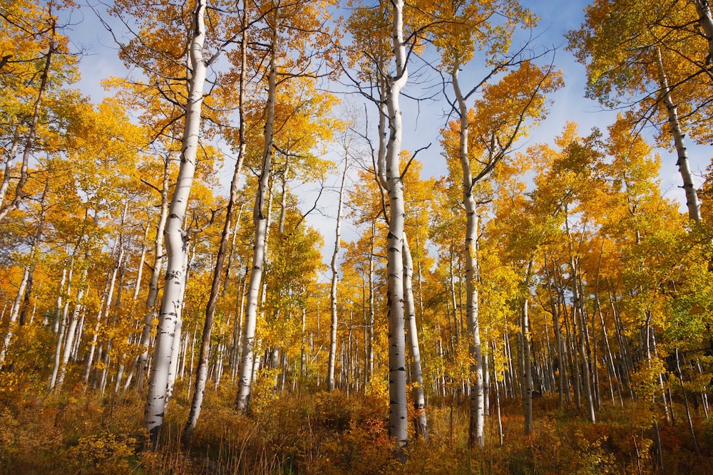 Aspen trees pictures download free images on