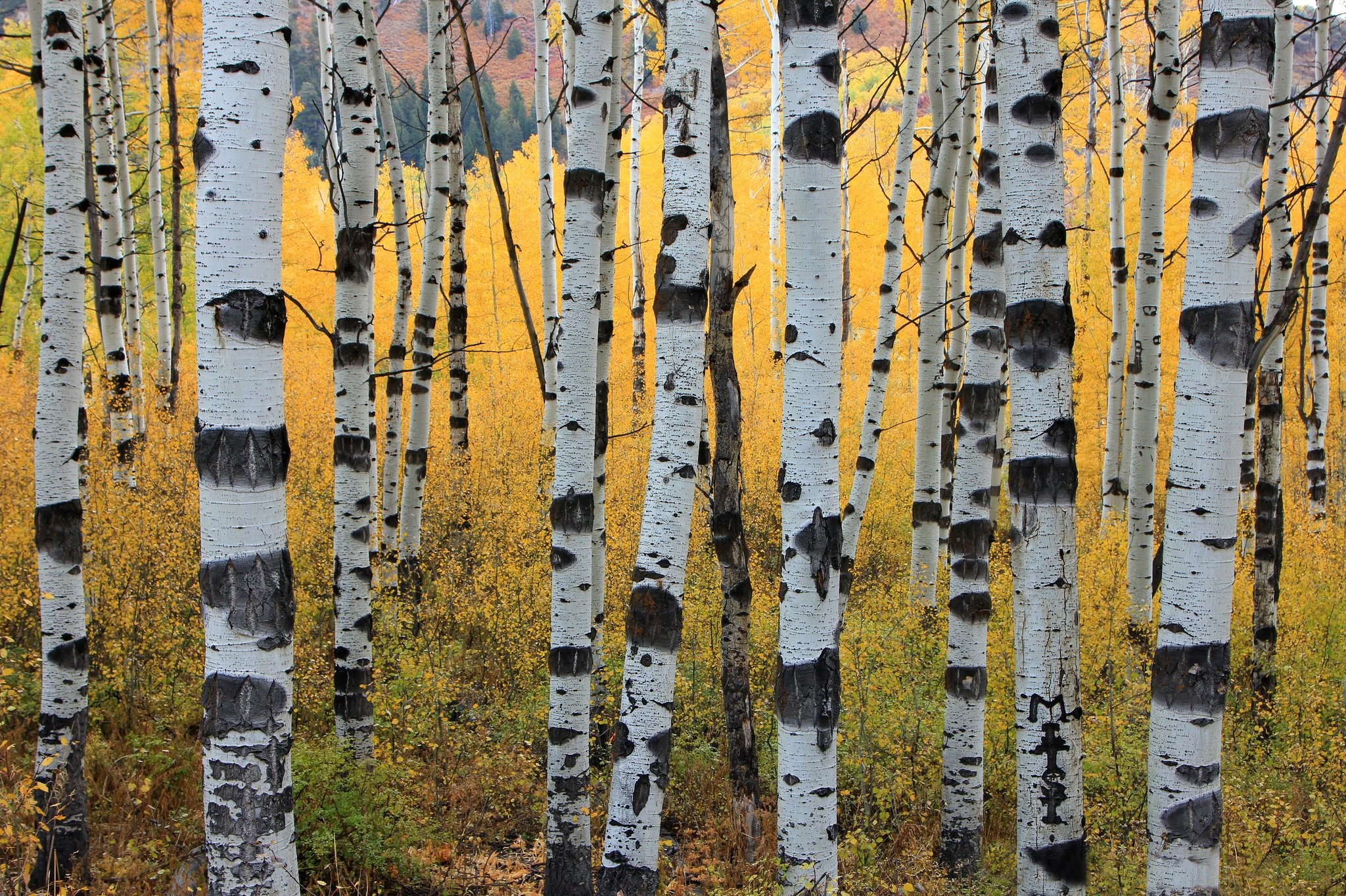 Quaking aspen trees leaves forest wallpapers