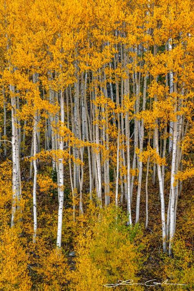 Guardians of the forest bright aspen trees colorado gintchin fine art