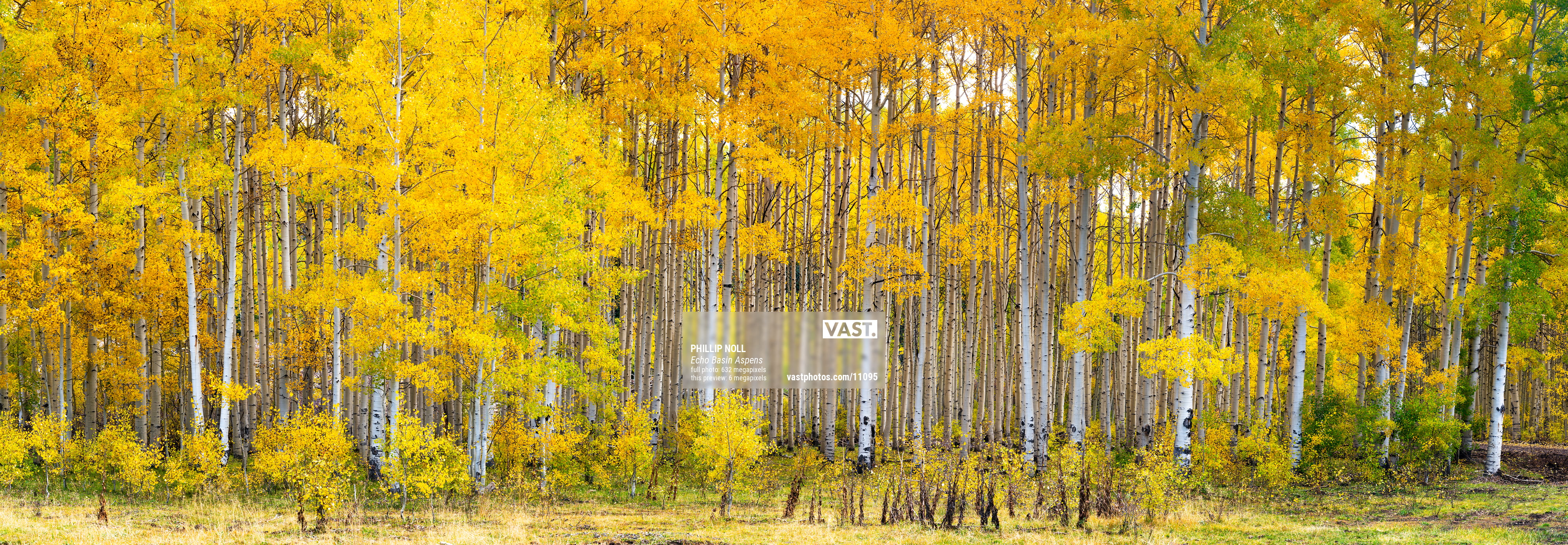 Photos of aspen trees for wallpapers vast