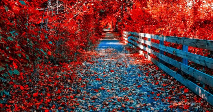 Red autumn wallpaper autumn leaves wallpaper uhd wallpaper landscape wallpaper