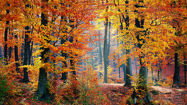 Autumn woods k wallpaper x px
