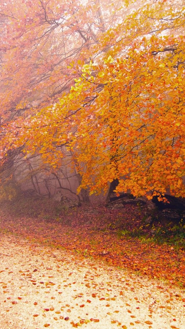 Foggy autumn morning iphone s wallpaper landscape amazing photography