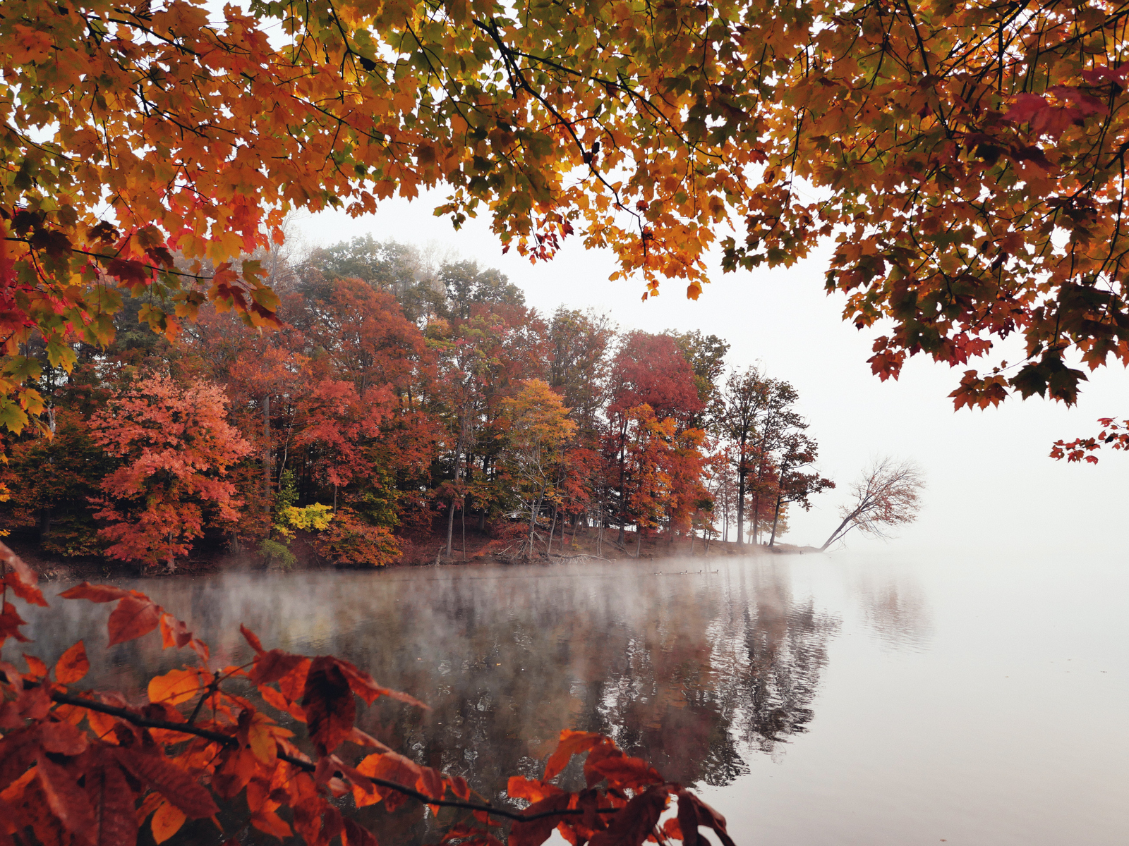 Download autumn morning morning autumn lake fog trees wallpaper in x resolution