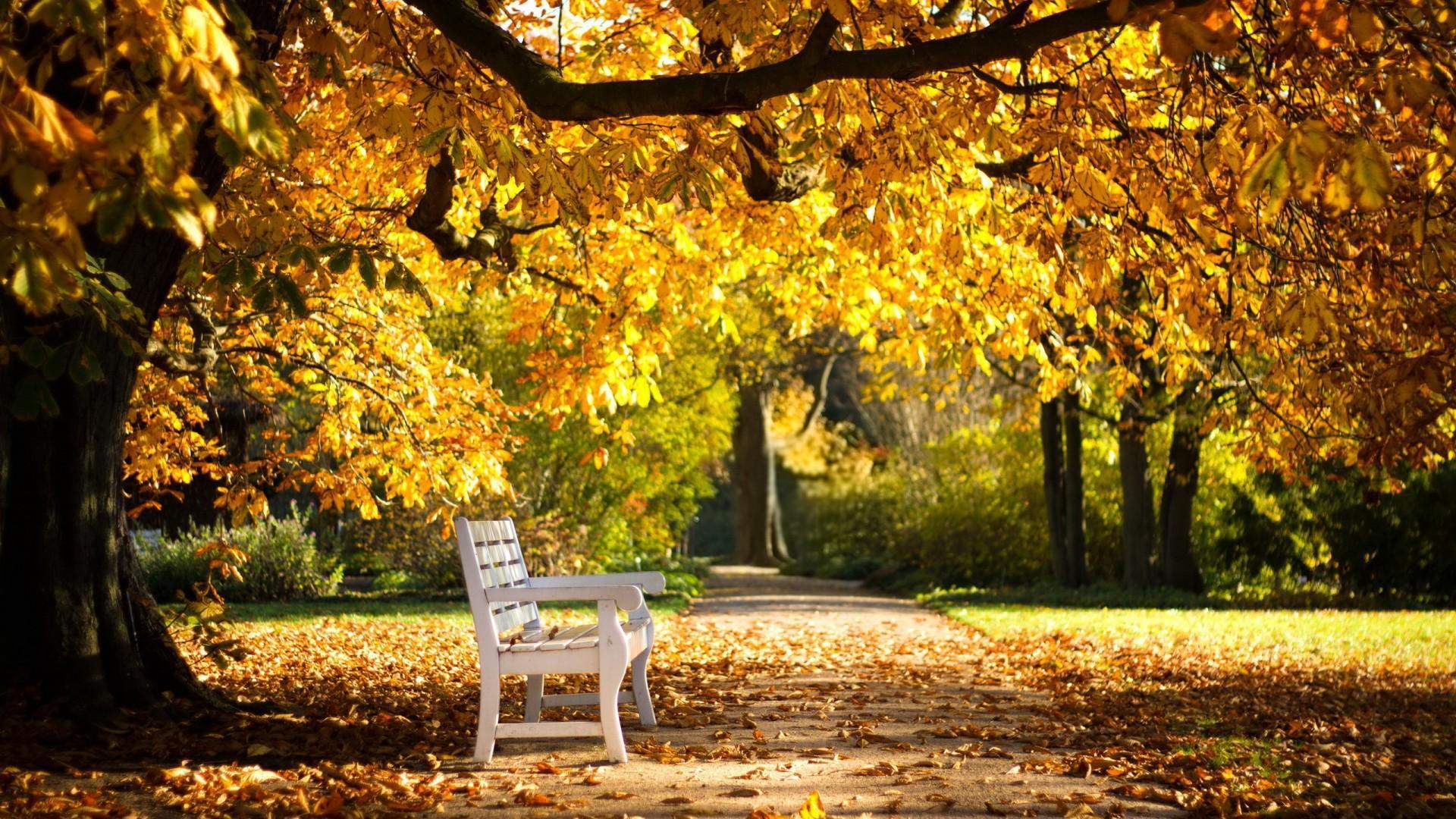 Sunny autumn day wallpapers