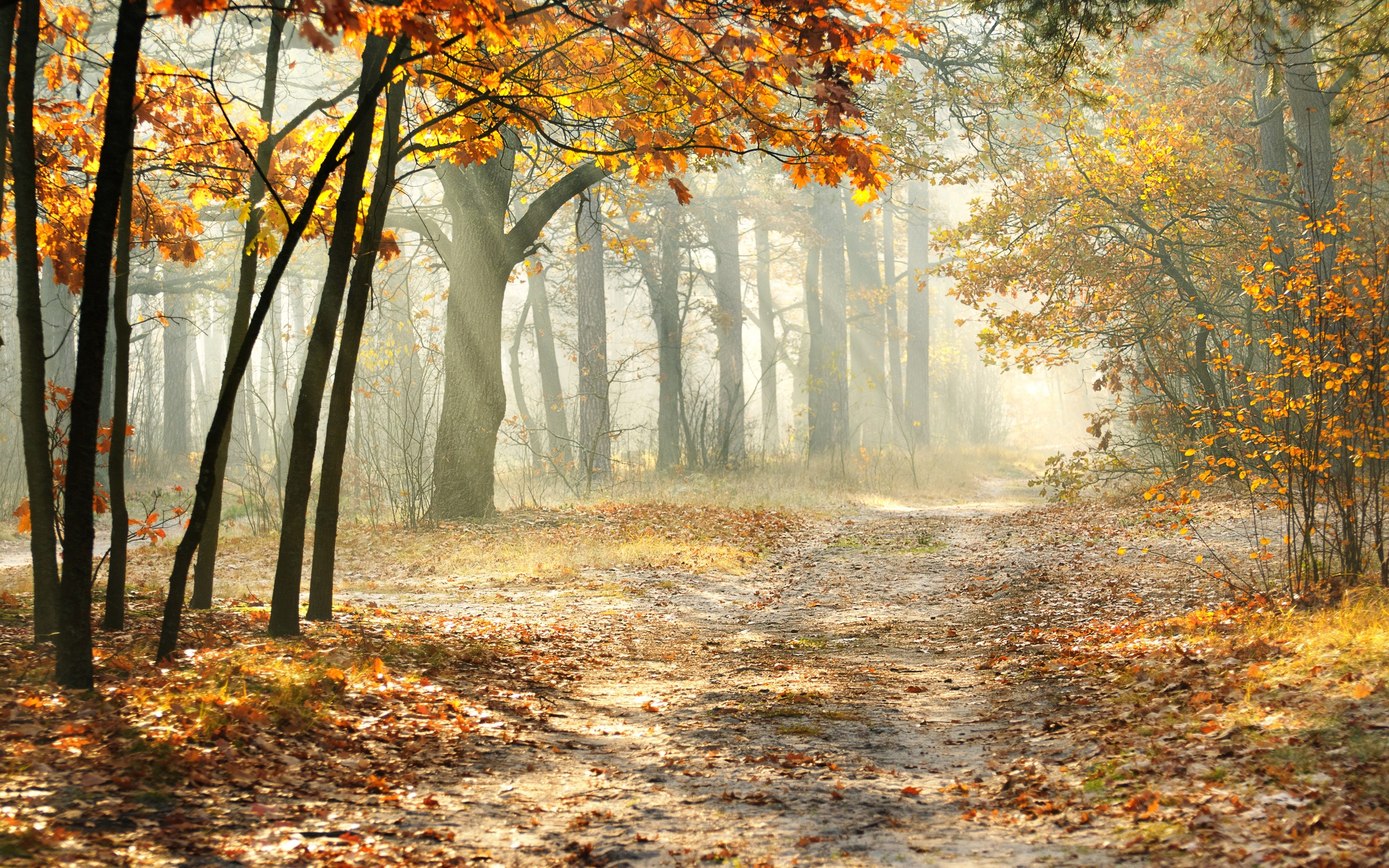 Landscape morning nature beautiful road autumn trees leaves wallpaper x