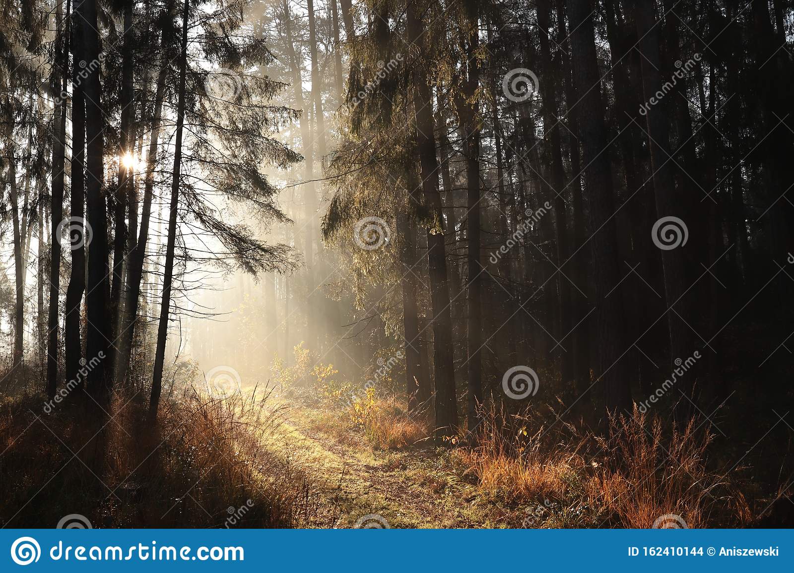 Trail through the forest on a sunny autumn morning path through the woods on a foggy autumn morning the rays of the sun pass stock photo