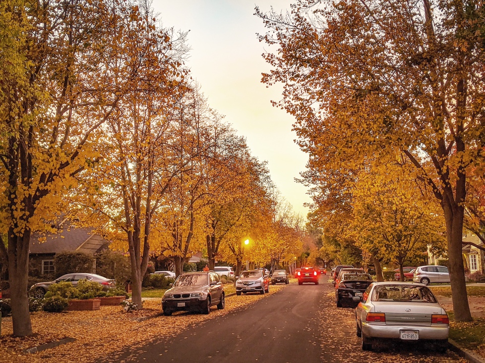 Fall foliage is peaking now in the san francisco bay area