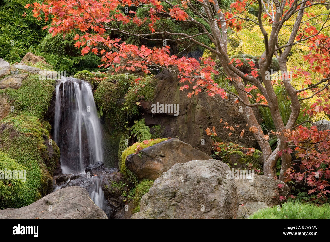 Japanese tea garden in golden gate park san francisco california japanese maple tree in fall color with waterfall stock photo