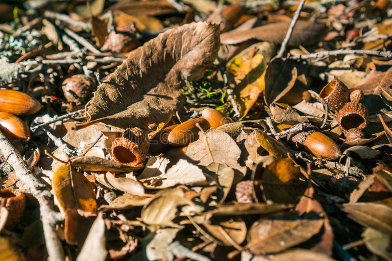 Fallen leaves and acorns in a forest in california san francisco bay area background for autumn stock photo