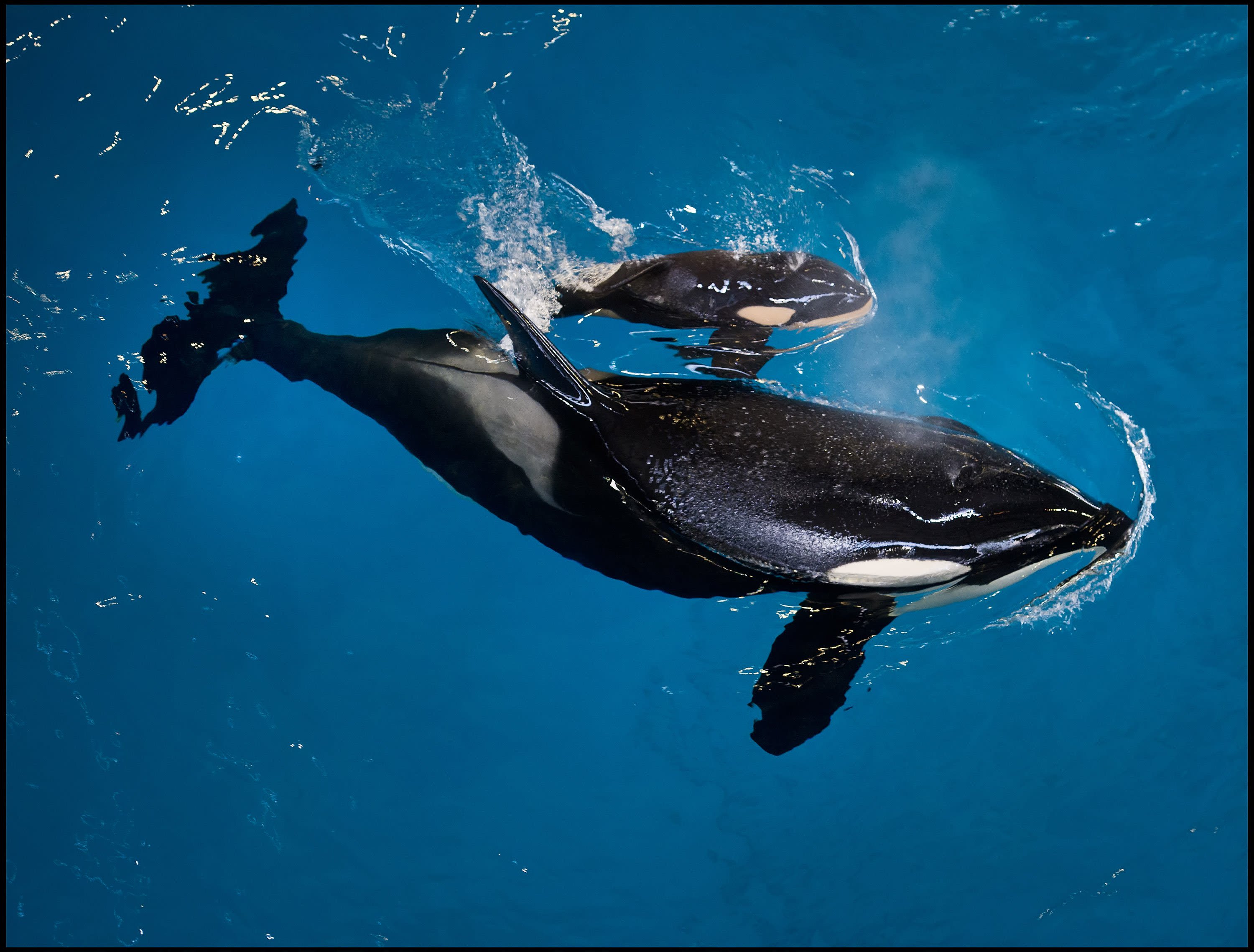 The last killer whale born at seaworld has died