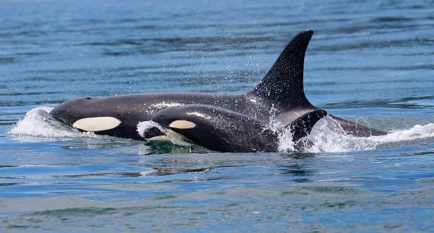 Orca calf stock photos pictures royalty