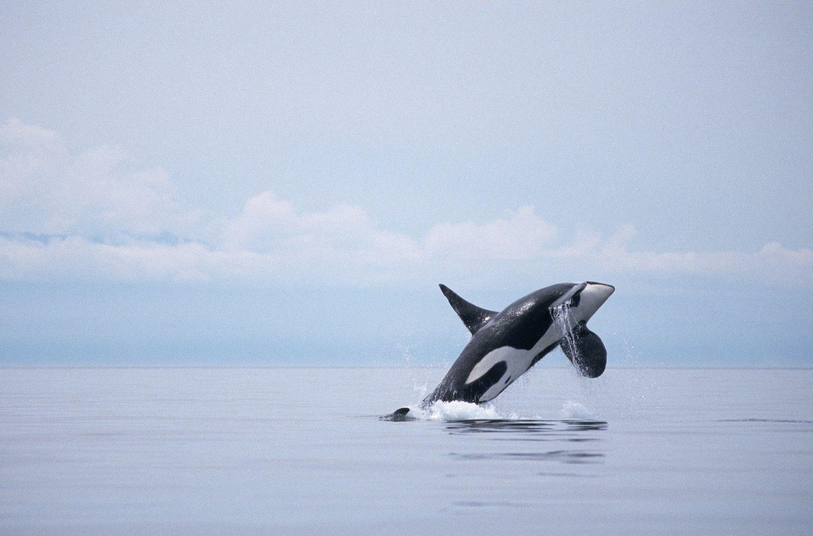 Orca whale wallpapers