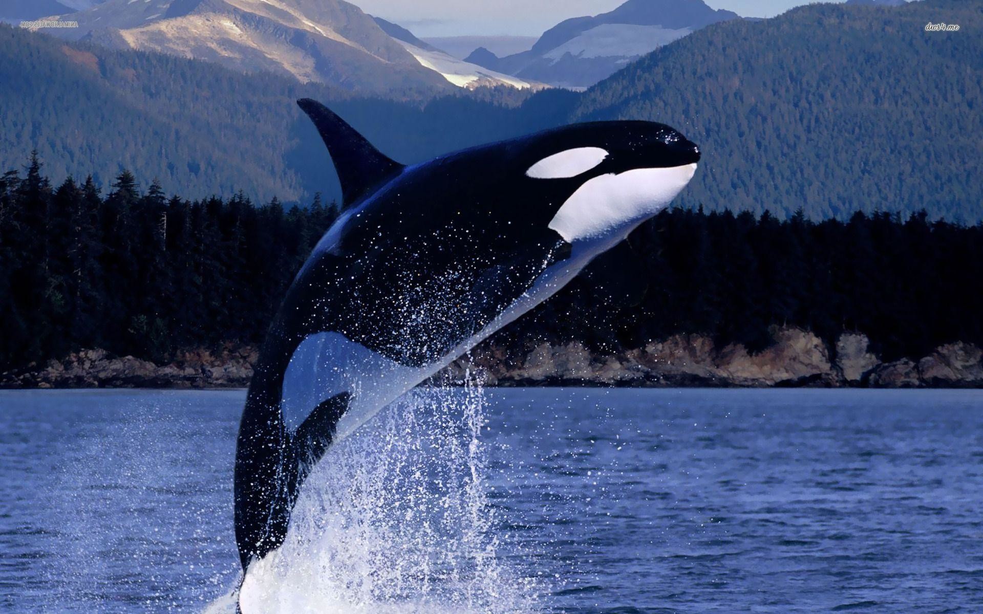Killer whales wallpaper pictures