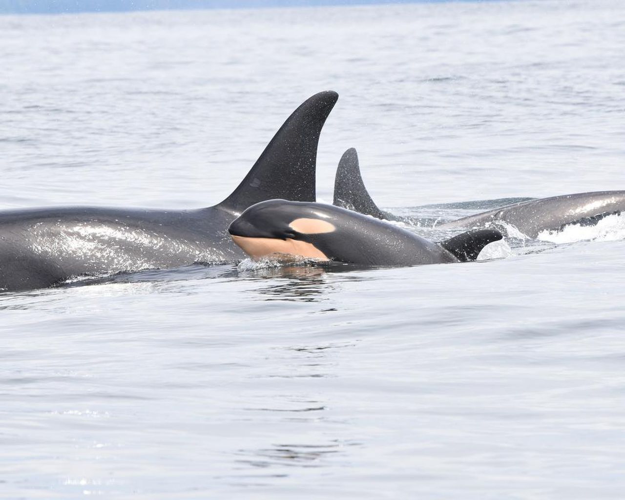 A cute little ball of blubber female baby orca offers hope for bcs endangered killer whales the star