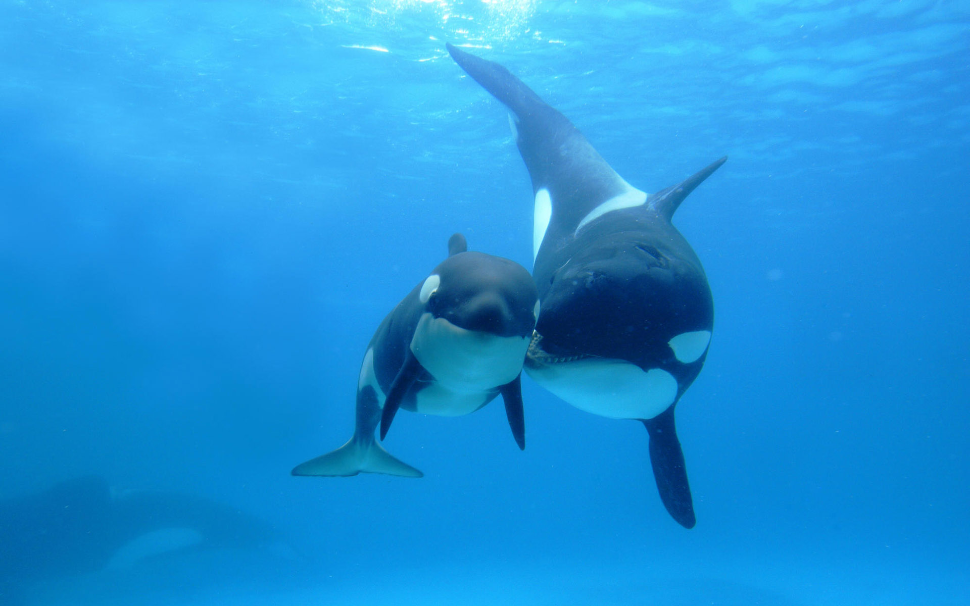 Mother and baby killer whales