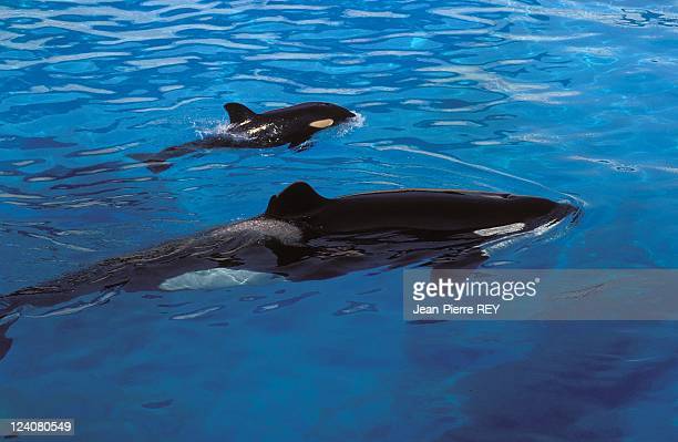 Baby orca whale photos and premium high res pictures