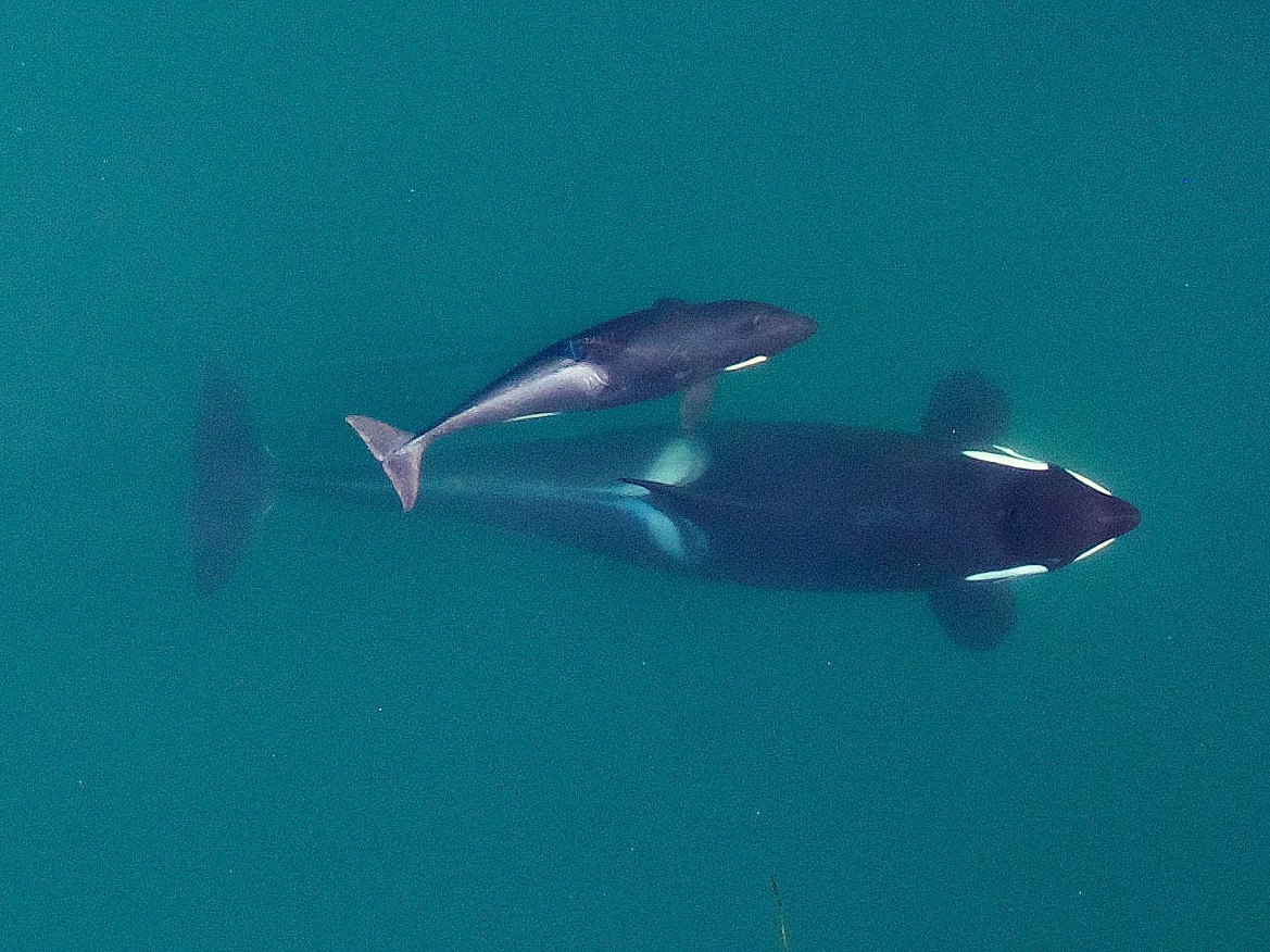 Killer whale miscarriages linked to low food supply encyclopedia of puget sound