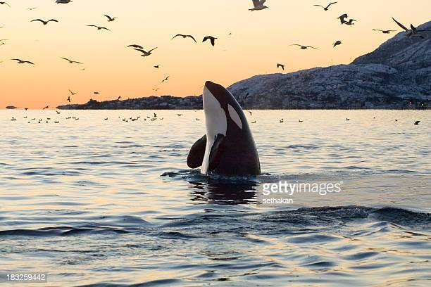 Killer whale photos and premium high res pictures