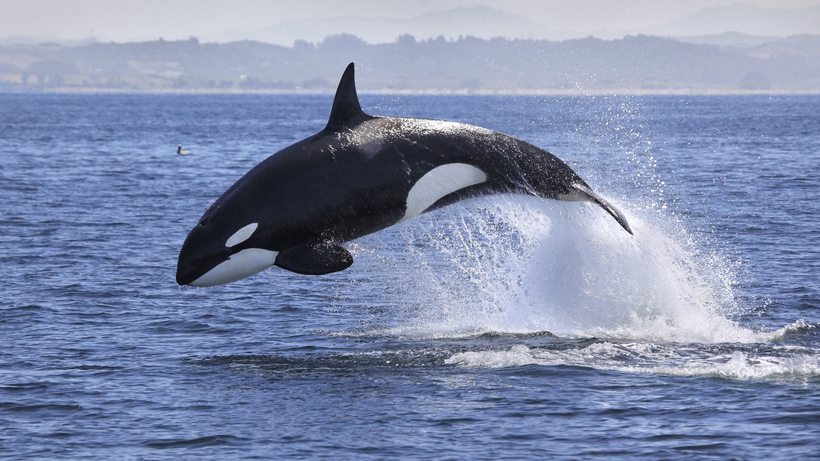 Reasons killer whales are evil geniuses