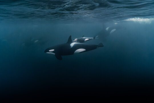 Orca underwater images â browse photos vectors and video