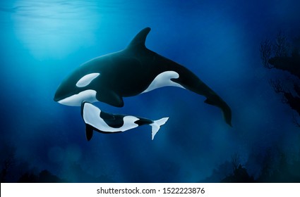 Orca baby images stock photos vectors