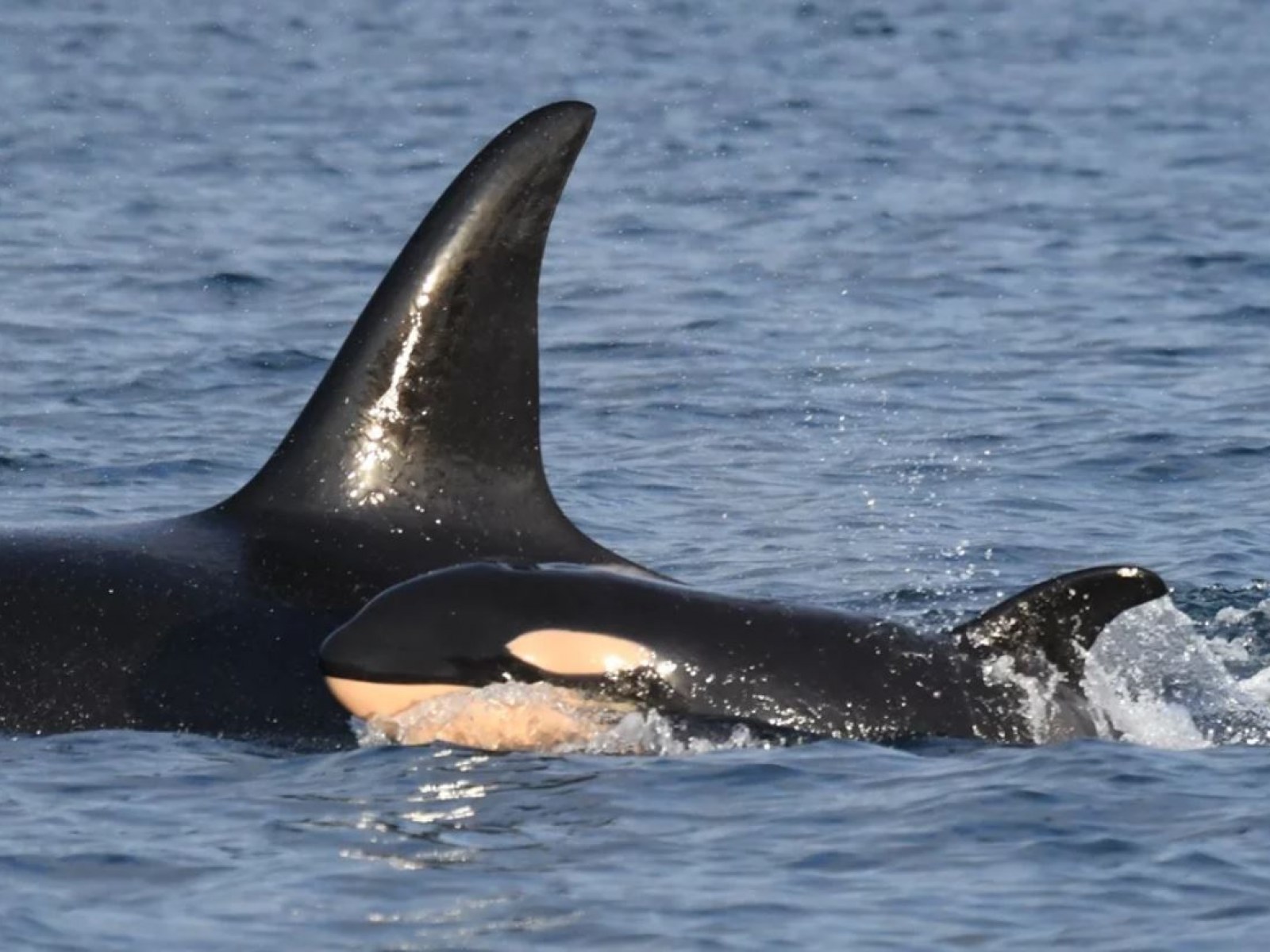 Adorable pictures show an endangered baby orca just days old swimming next to mom