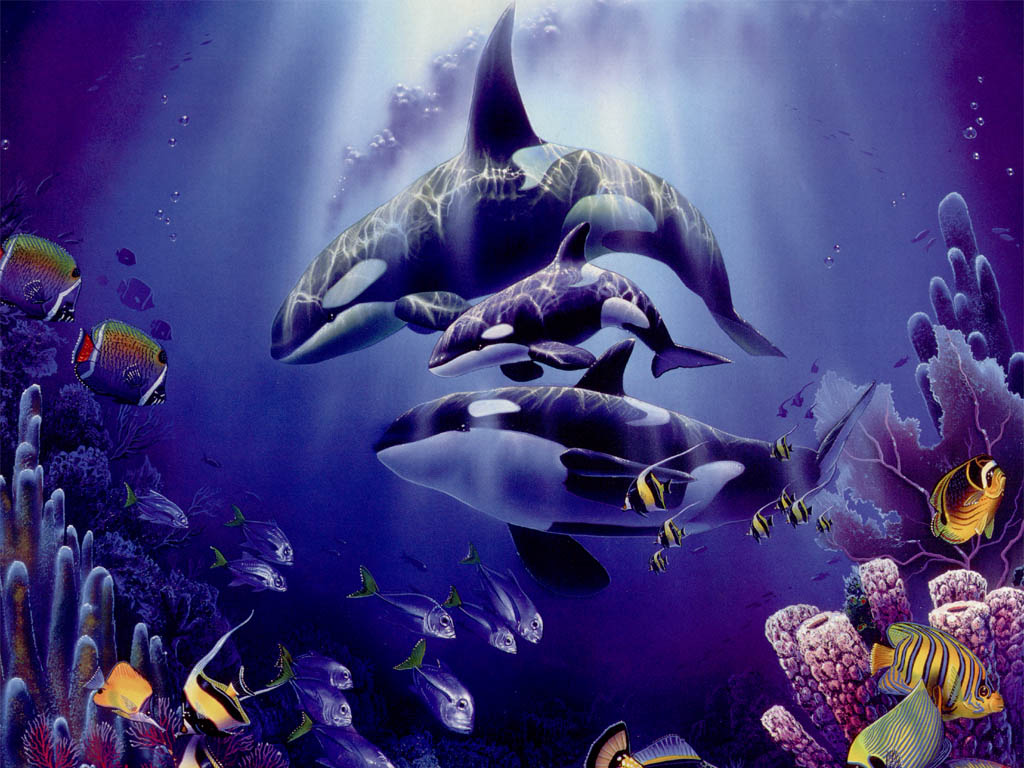 Killer whales wallpapers