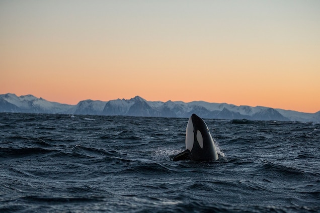 Killer photos of killer whales
