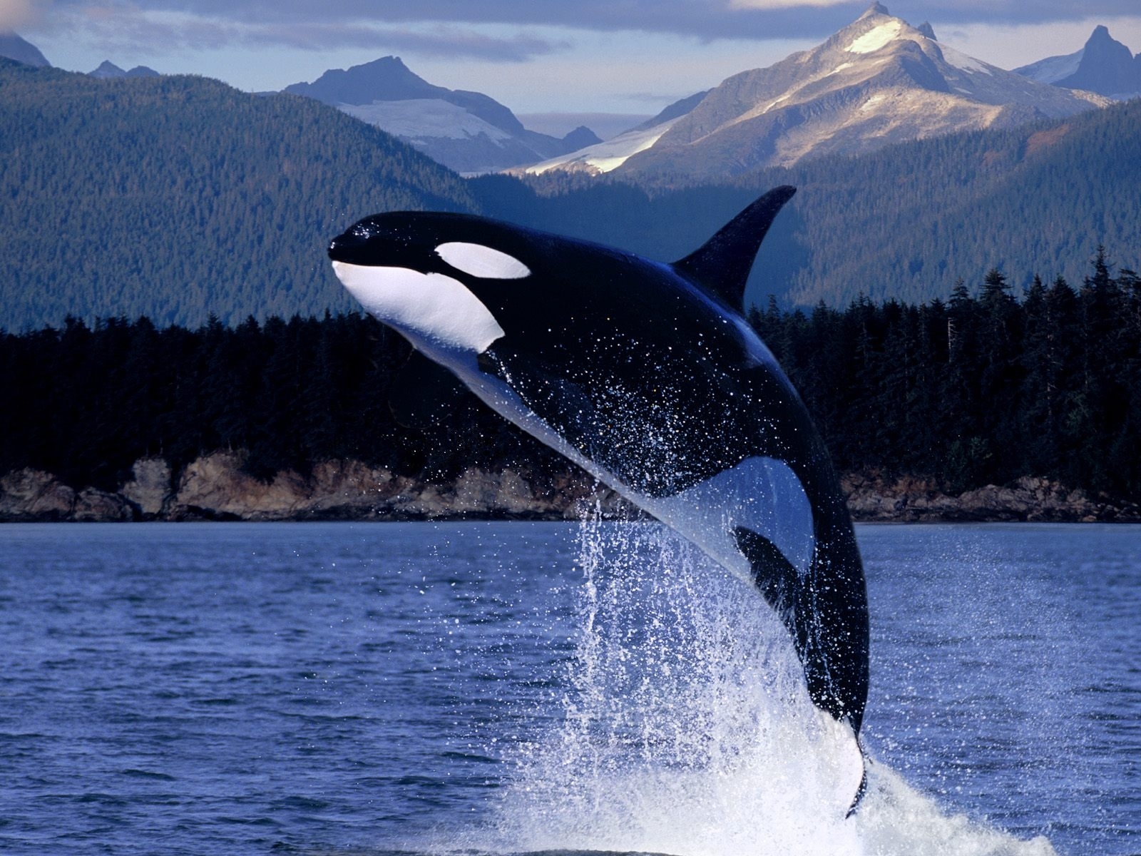 Download killer whales s for ile phone free killer whales hd pictures