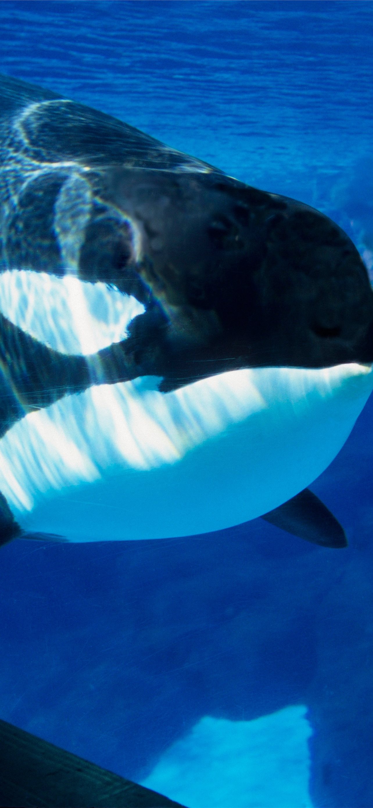 Seaworld is officially ending its killer whale pro iphone wallpapers free download