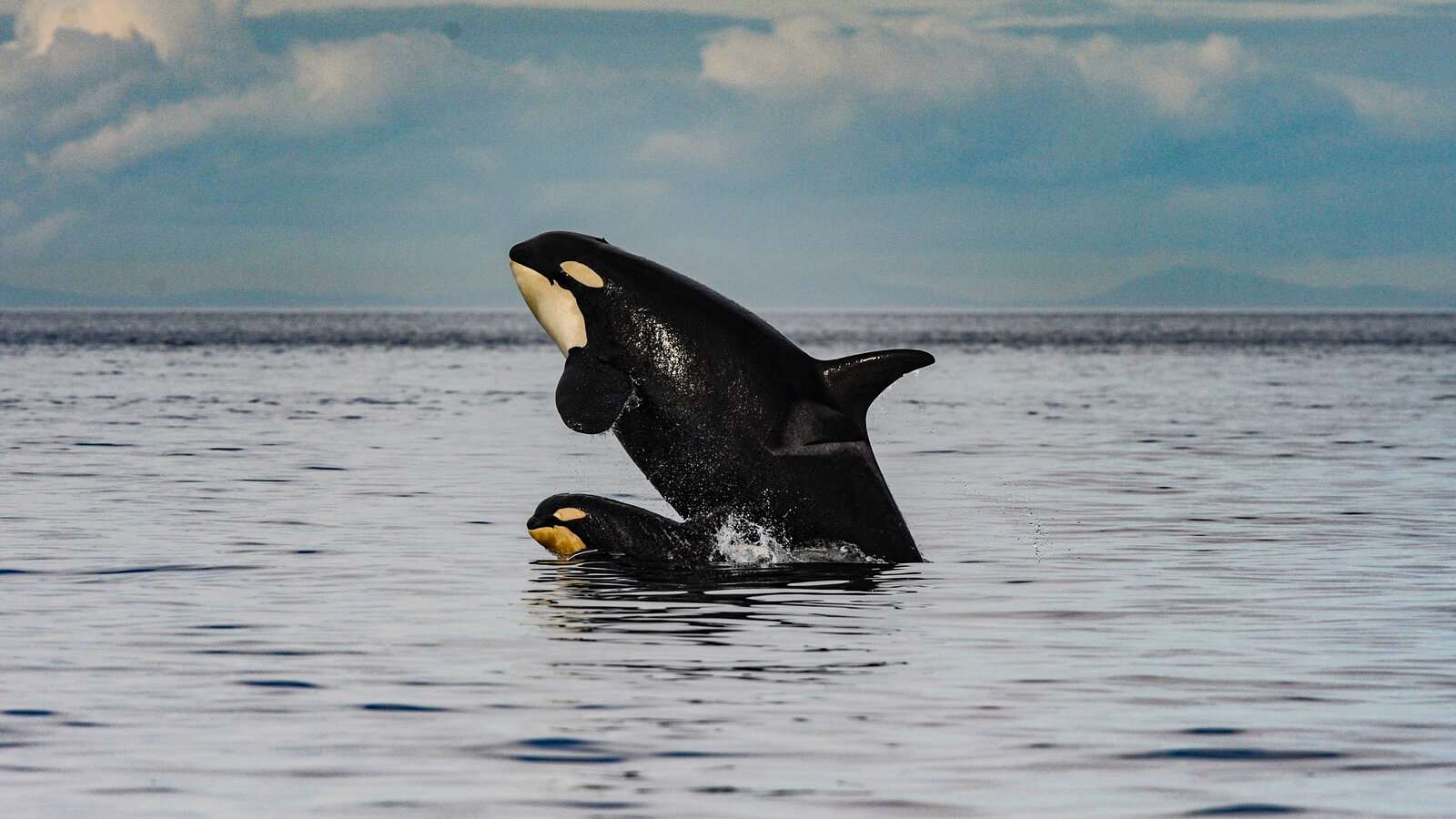Orca moms pay a high price to feed large adult sons