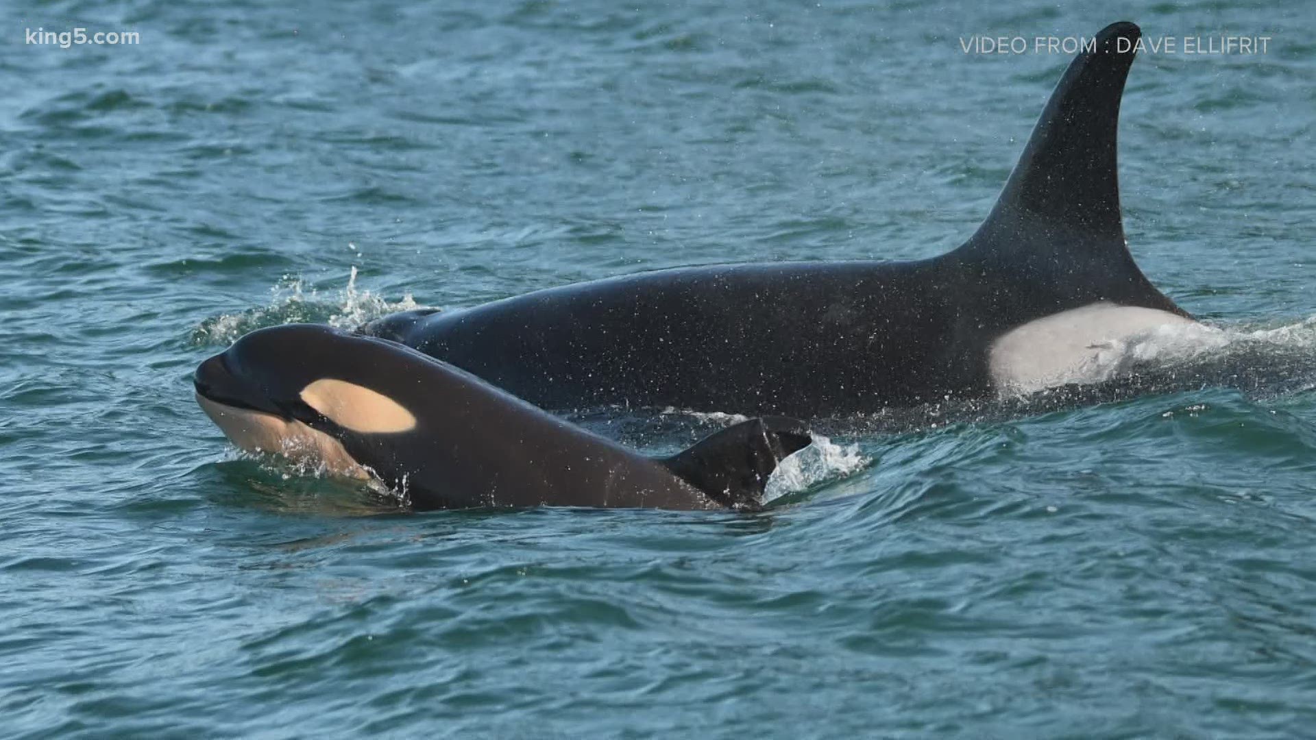 Give orcas extra space on the water to protect calf experts say