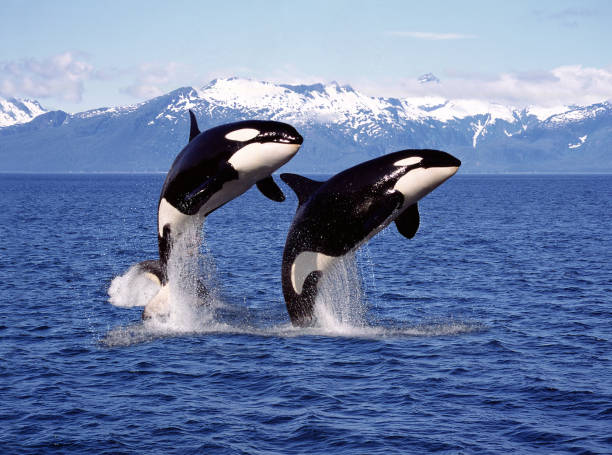 Killer whale photos download the best free killer whale stock photos hd images
