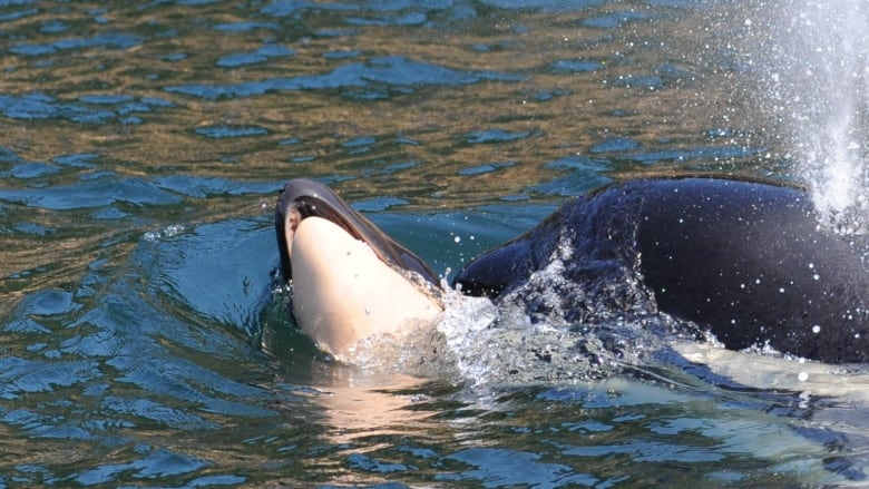 Killer whale lets her dead newborn go after rrying body for days news