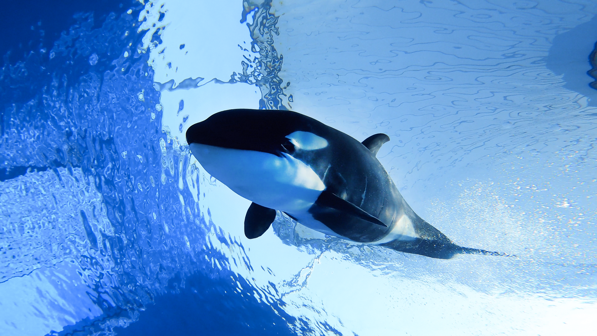Live shanghais first killer whale baby makes debut as park reopens