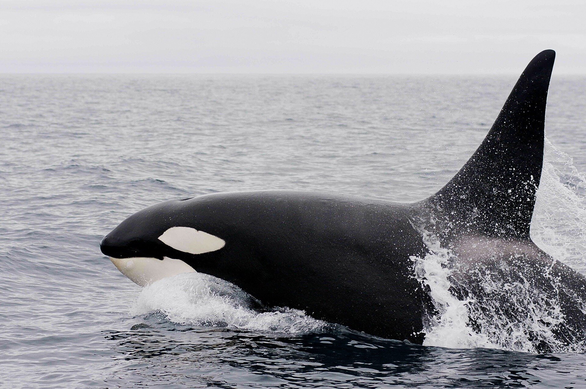 Another new orca baby born to j pod