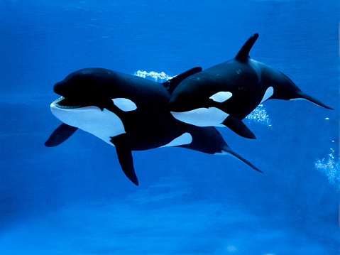 Killer whale orcinus orca female with calf stock photo