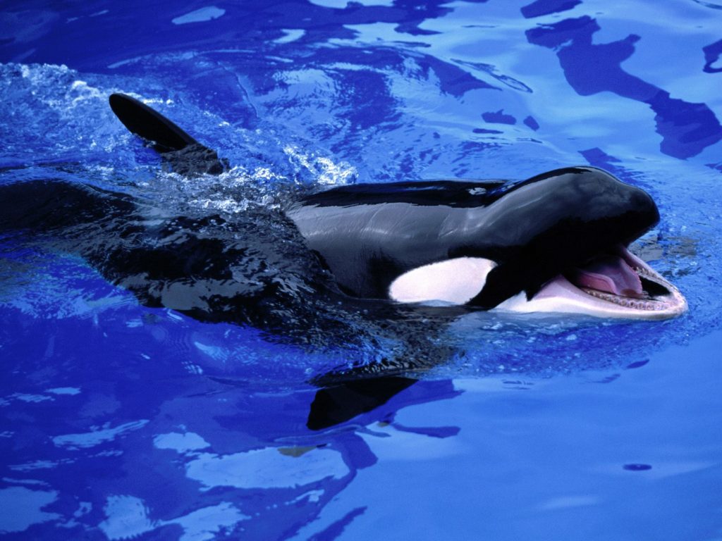 Baby orca wallpapers