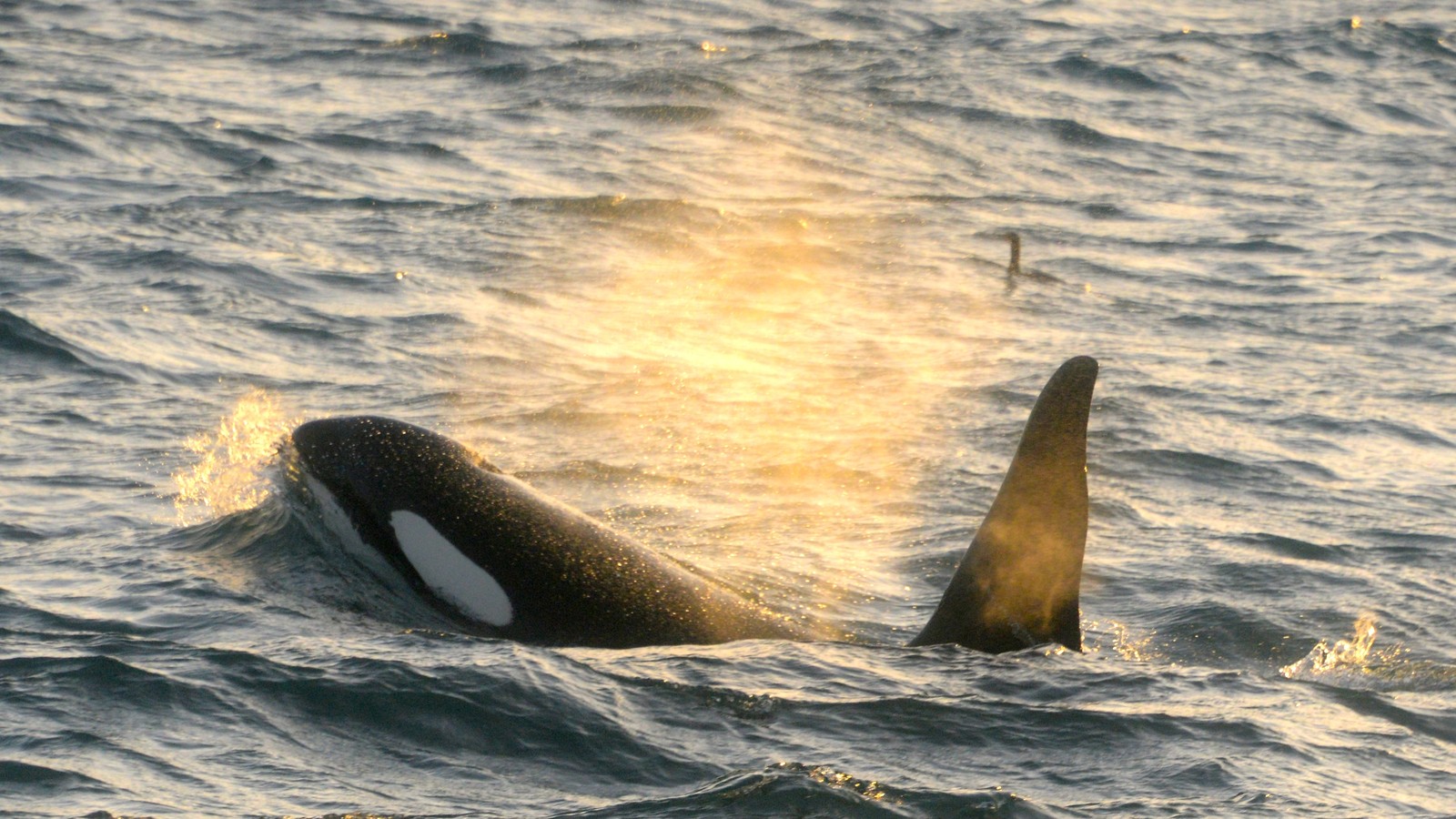 Icelands orcas are scared of pilot whales