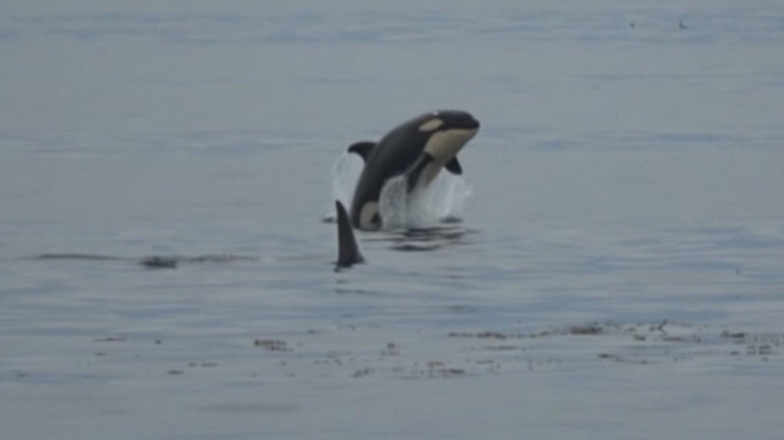 Watch baby orca belly flops in the salish sea