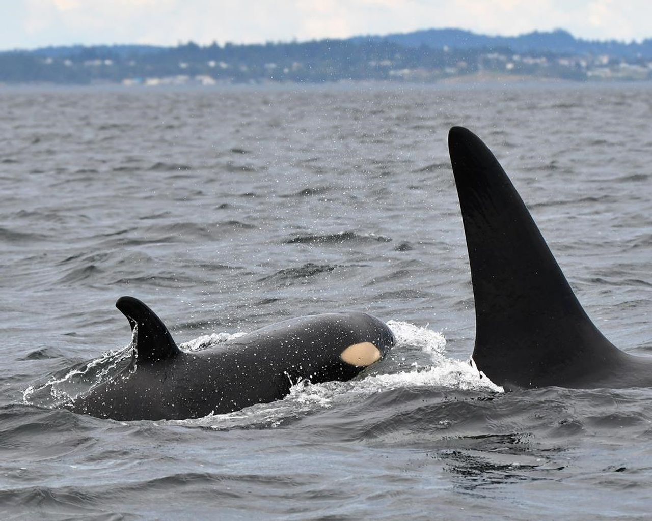 Researchers name newest baby orca spotted in bc waters the star