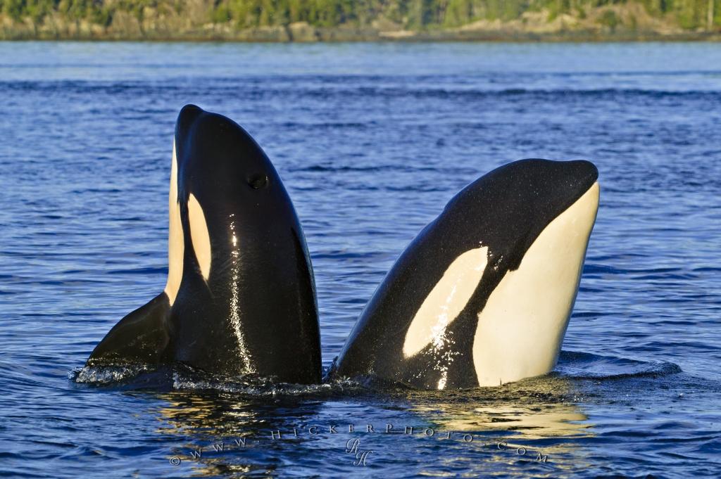 Spy hopping orca whales mom daughter photo information