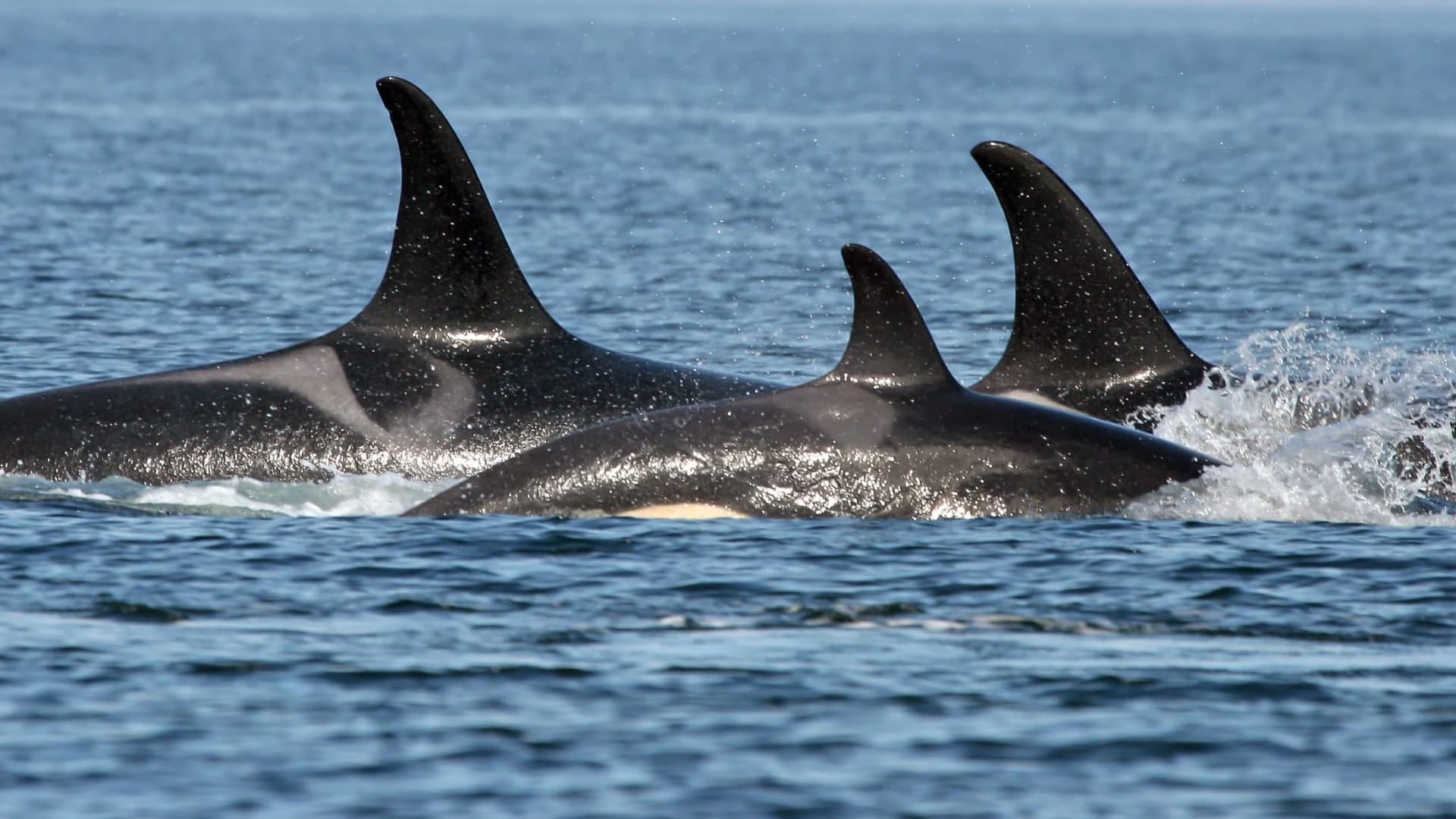 The grandmother effect wild orca