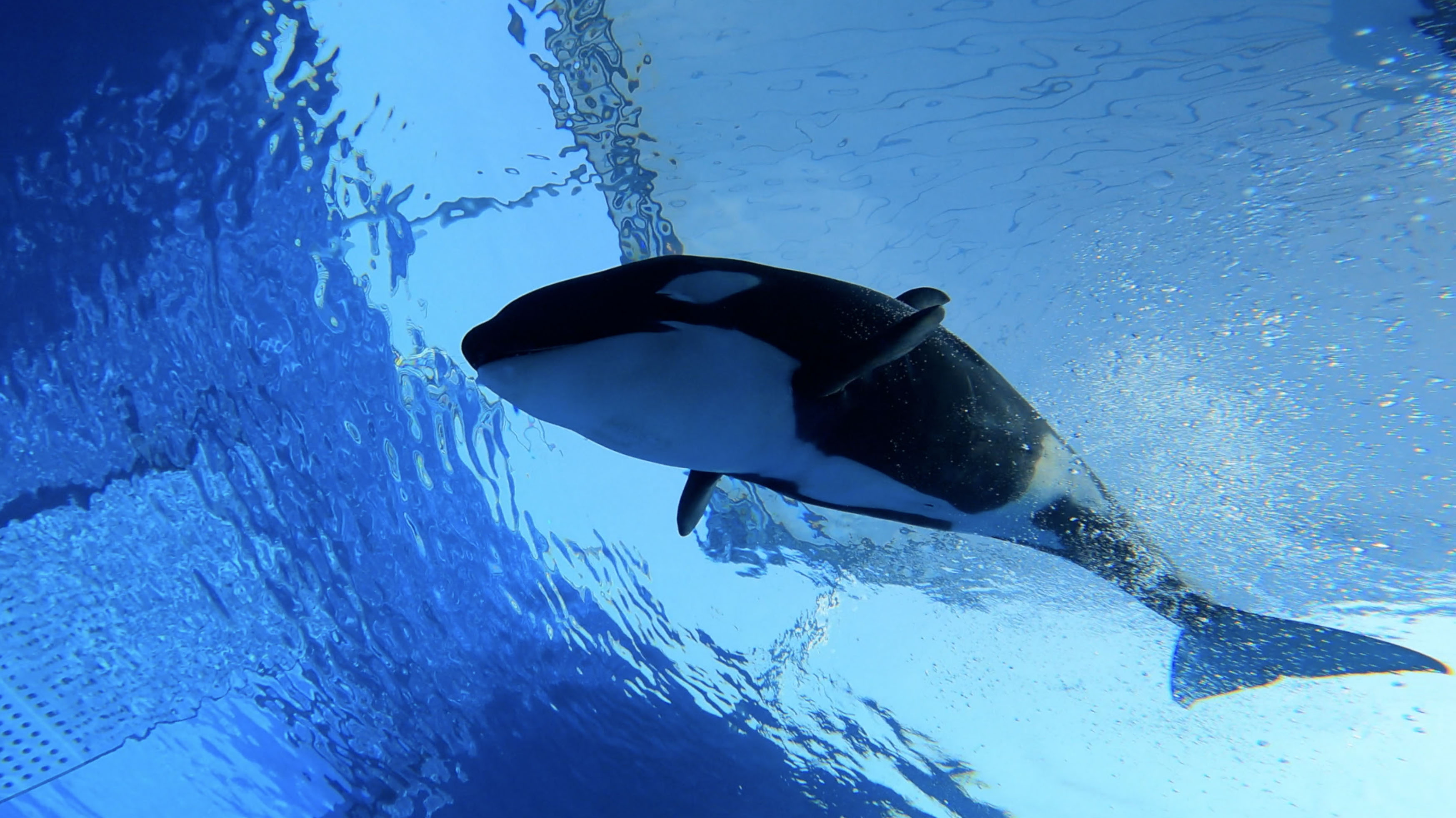 Killer whale baby makes debut as ocean park reopens in shanghai
