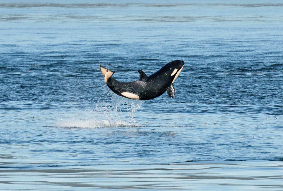 Happy baby killer whale breaches the surface photo one big photo